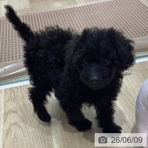 岐阜県のトイプードル(トイ) (ペットプラス 各務原店/2026年4月8日生まれ/女の子/ブラック)の子犬の3枚目の画像