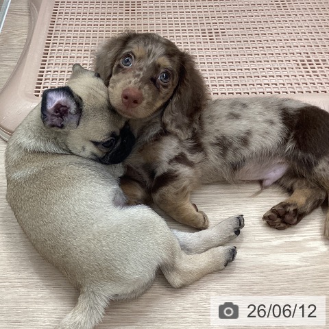 石川県のミニチュアダックスフンド(ロング) (ペットプラス 白山店/2026年4月8日生まれ/男の子/チョコレートダップル)の子犬の3枚目の画像