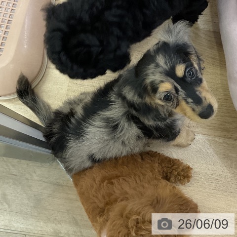 ミニチュア・ダックスフンドの写真