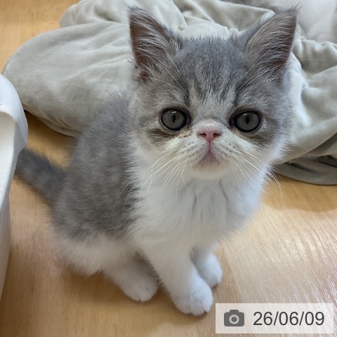エキゾチックの写真