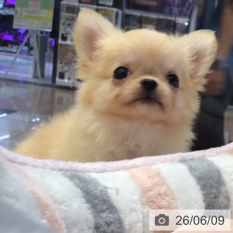 チワワの写真
