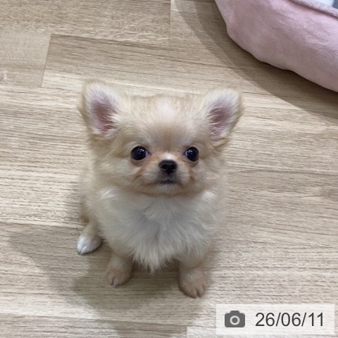 岐阜県のチワワ(ロング) (ペットプラス 各務原店/2026年4月6日生まれ/女の子/クリーム)の子犬の4枚目の画像