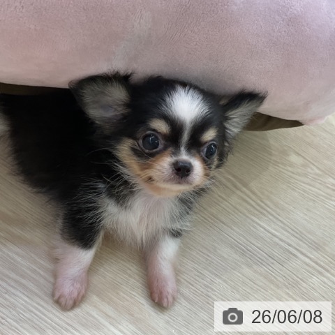 チワワの写真