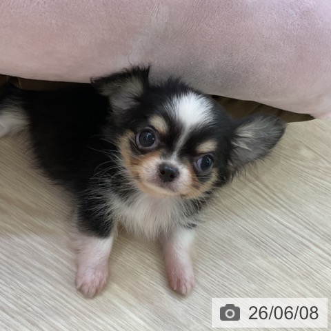 チワワの写真