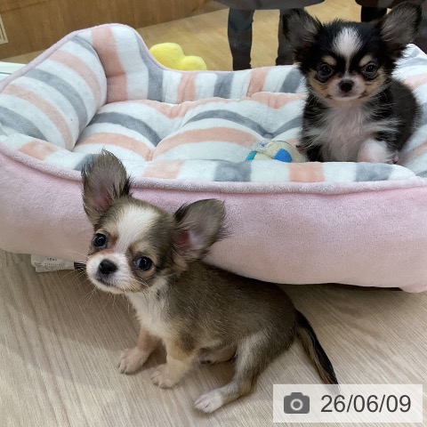 チワワの写真