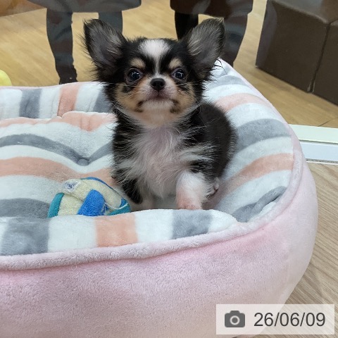 チワワの写真