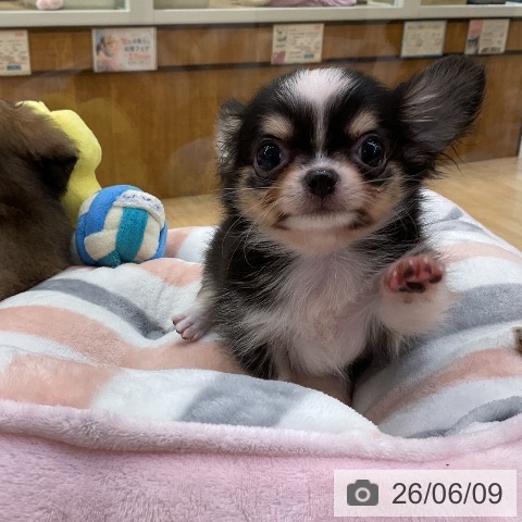 チワワの写真