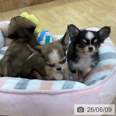 チワワの写真