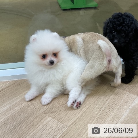 ポメラニアンの写真