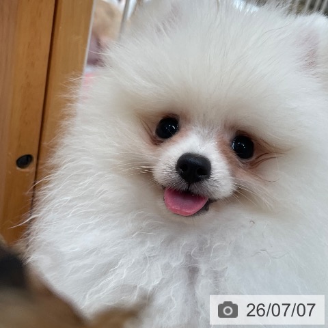ポメラニアンの写真