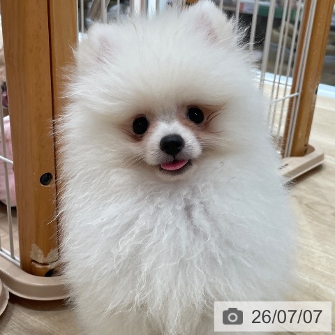 ポメラニアンの写真