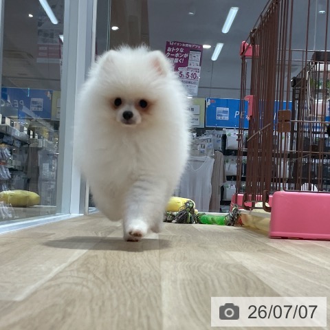 ポメラニアンの写真