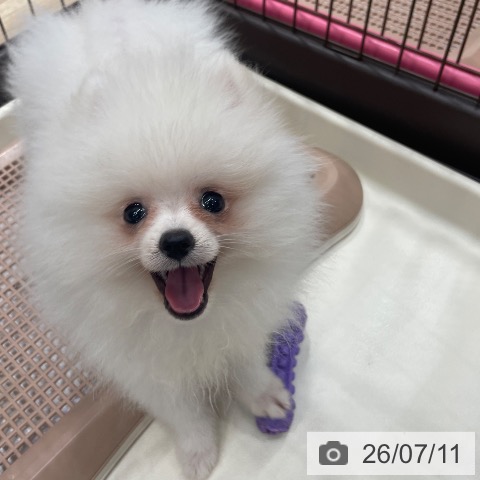ポメラニアンの写真