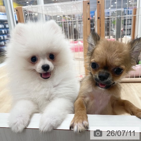 ポメラニアンの写真