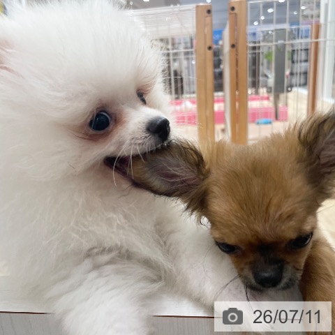 ポメラニアンの写真