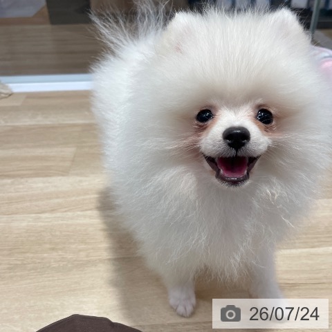 ポメラニアンの写真