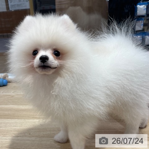 ポメラニアンの写真