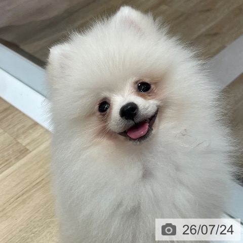 ポメラニアンの写真