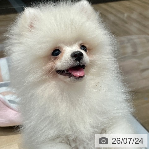 ポメラニアンの写真