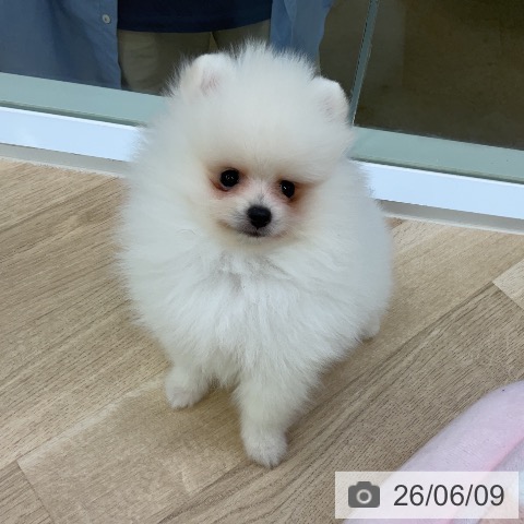 ポメラニアンの写真