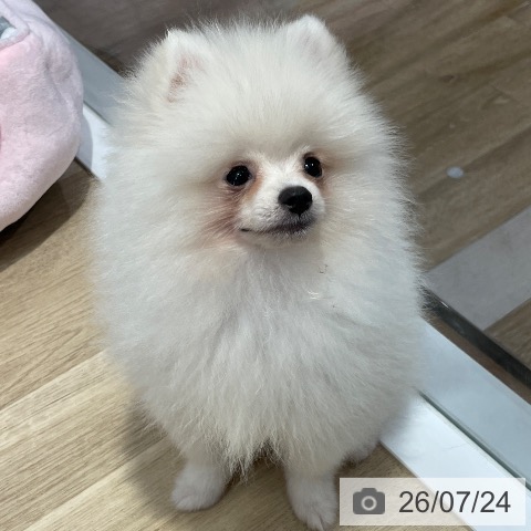 ポメラニアンの写真