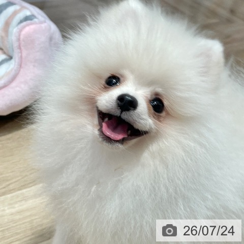 ポメラニアンの写真