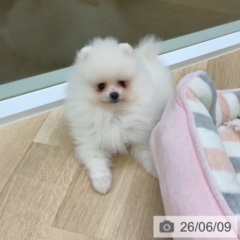 ポメラニアンの写真