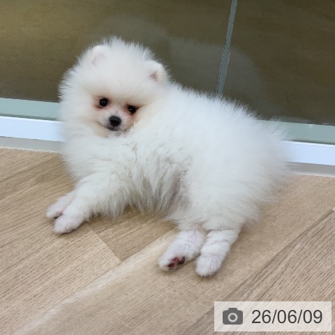 ポメラニアンの写真