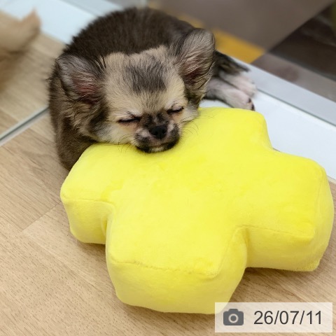 岐阜県のチワワ(ロング) (ペットプラス 光ケ丘店/2026年4月8日生まれ/男の子/フォーンホワイト)の子犬の4枚目の画像