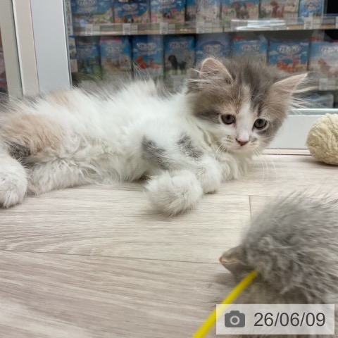 愛知県のマンチカン (ペットプラス イオンモール長久手店/2026年4月6日生まれ/女の子/ダイリュートキャリコ)の子猫の4枚目の画像