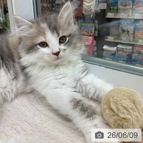 愛知県のマンチカン (ペットプラス イオンモール長久手店/2026年4月6日生まれ/女の子/ダイリュートキャリコ)の子猫の3枚目の画像