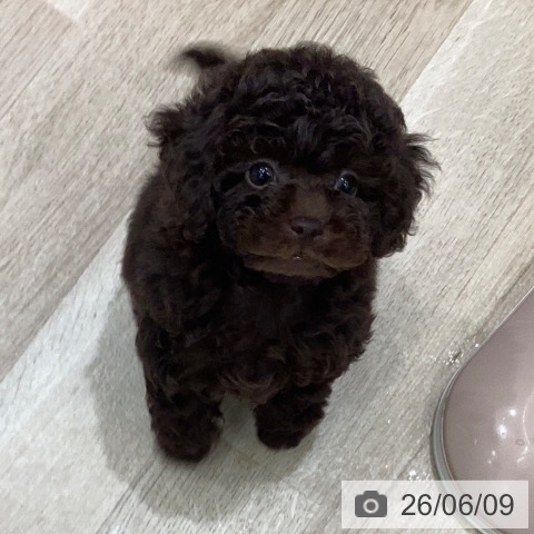 岐阜県のトイプードル(トイ) (ペットプラス 各務原店/2026年4月9日生まれ/女の子/ブラウン)の子犬の4枚目の画像