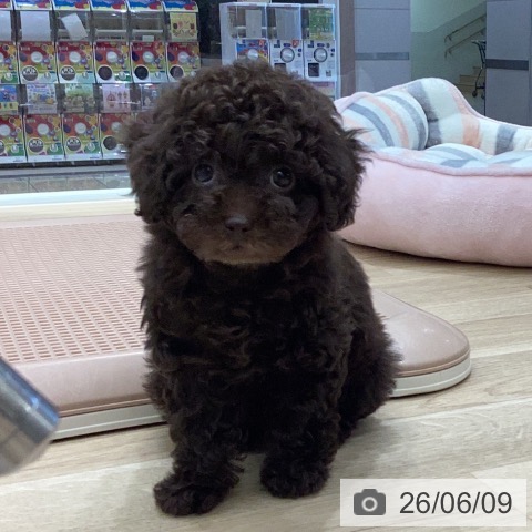岐阜県のトイプードル(トイ) (ペットプラス 各務原店/2026年4月9日生まれ/女の子/ブラウン)の子犬の3枚目の画像