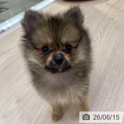 ポメラニアンの写真