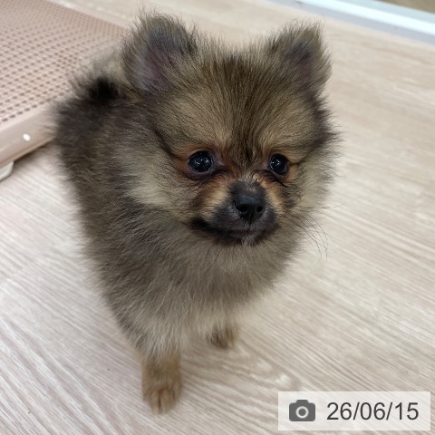 ポメラニアンの写真