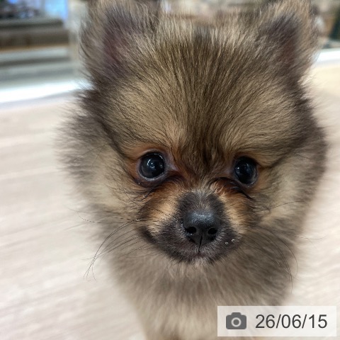 ポメラニアンの写真