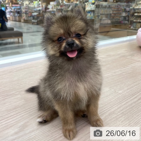 愛知県のポメラニアン (ペットプラス 豊田店/2026年4月9日生まれ/男の子/オレンジセーブル)の子犬の4枚目の画像