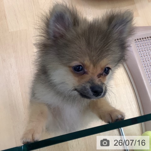 愛知県のポメラニアン (ペットプラス 三好店/2026年4月9日生まれ/男の子/オレンジセーブル)の子犬の4枚目の画像