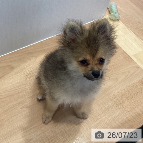 愛知県のポメラニアン (ペットプラス 三好店/2026年4月9日生まれ/男の子/オレンジセーブル)の子犬の4枚目の画像