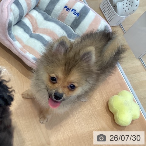 愛知県のポメラニアン (ペットプラス 三好店/2026年4月9日生まれ/男の子/オレンジセーブル)の子犬の4枚目の画像