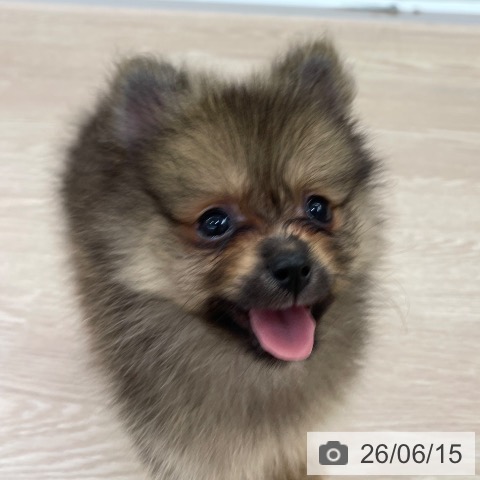 ポメラニアンの写真