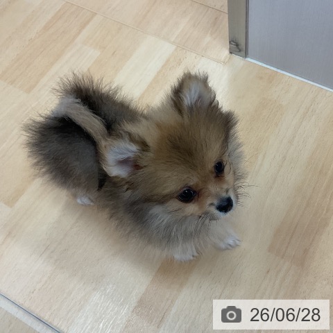 三重県のポメラニアン (ペットプラス 津南店/2026年4月9日生まれ/女の子/オレンジ)の子犬の4枚目の画像