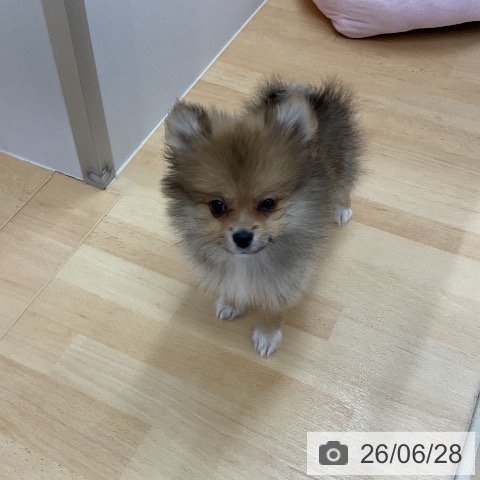 三重県のポメラニアン (ペットプラス 津南店/2026年4月9日生まれ/女の子/オレンジ)の子犬の3枚目の画像