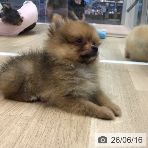 岐阜県のポメラニアン (ペットプラス 各務原店/2026年4月9日生まれ/女の子/オレンジ)の子犬の4枚目の画像