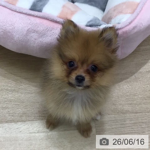 岐阜県のポメラニアン (ペットプラス 各務原店/2026年4月9日生まれ/女の子/オレンジ)の子犬の3枚目の画像
