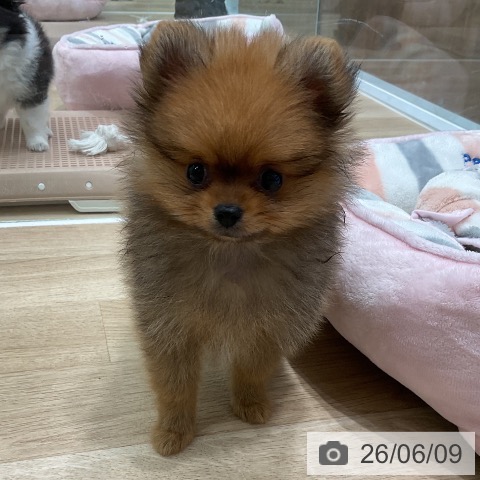 愛知県のポメラニアン (ペットプラス 熱田店/2026年4月6日生まれ/男の子/オレンジ)の子犬の4枚目の画像