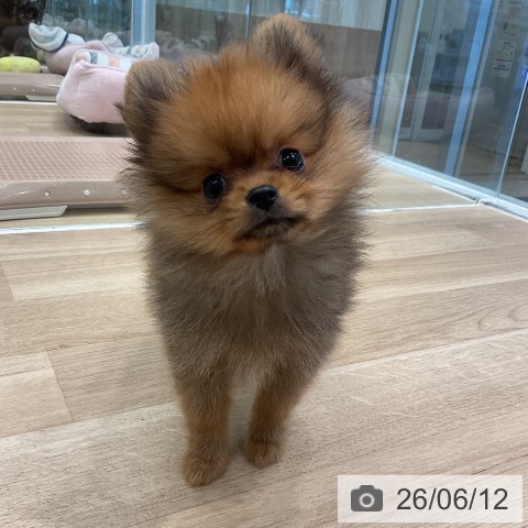 愛知県のポメラニアン (ペットプラス 熱田店/2026年4月6日生まれ/男の子/オレンジ)の子犬の3枚目の画像