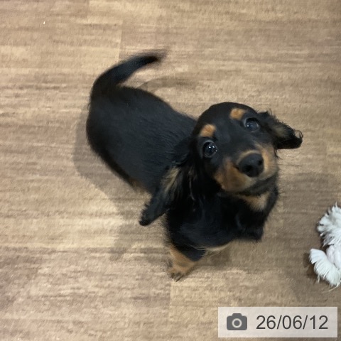 ミニチュア・ダックスフンドの写真