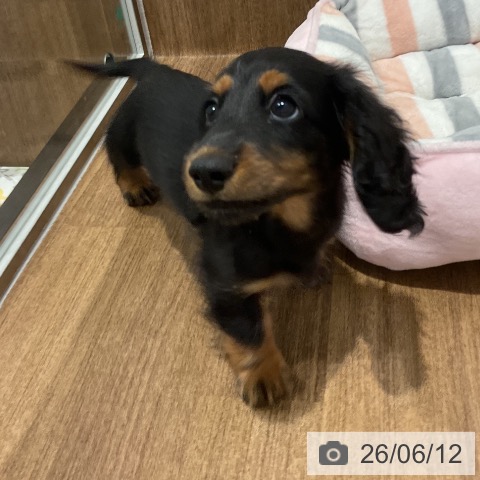 愛知県のミニチュアダックスフンド(ロング) (ペッツワン 東海店/2026年4月9日生まれ/男の子/ブラックタン)の子犬の4枚目の画像
