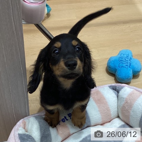 ミニチュア・ダックスフンドの写真